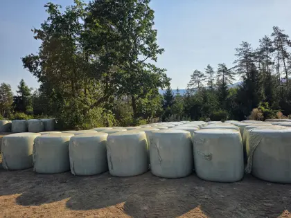 Maissilageballen