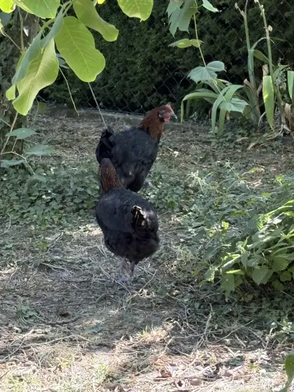 Marans Schwarz-Kupfer aus 2026