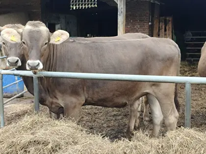 Bio Brown Swiss Kalbinnen