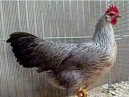 Rassehuhn