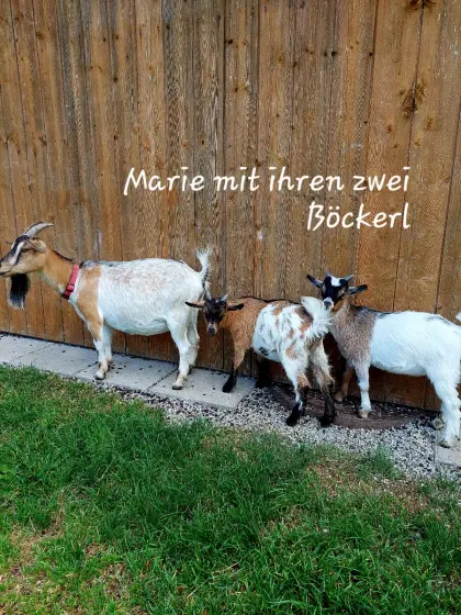 Mini-Zwergziege