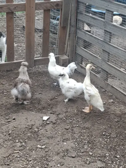 Seidenhühner-Küken und Seidenhühner-Mix-Küken