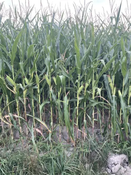 Silomais ab Feld zu verkaufen