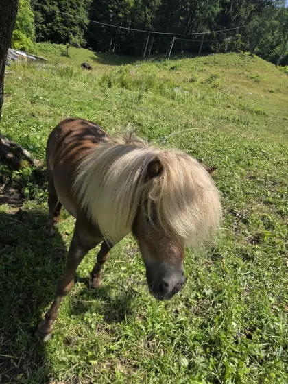 Verkaufe Mini-Pony.