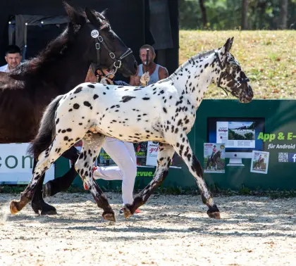 Huberguts Heribert Vulkan XX