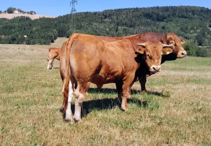 Limousin-Stier
