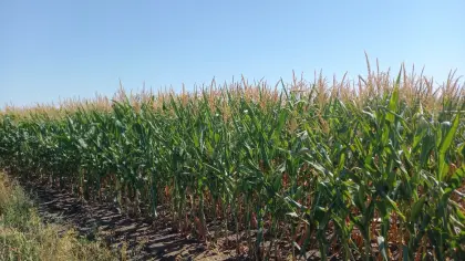 1,4 ha Mais ab Feld