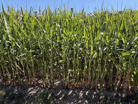 Silomais ab Feld 15 bis 20 ha