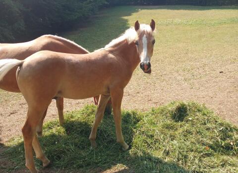 Haflinger-Hengstfohlen