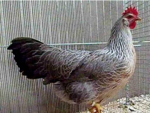 Rassehuhn