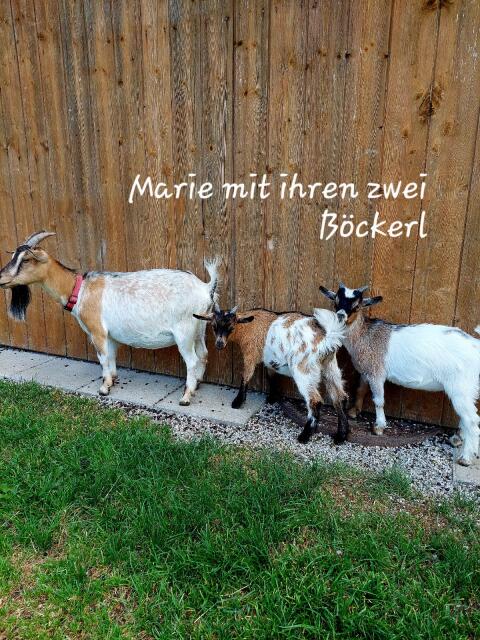 Mini-Zwergziege
