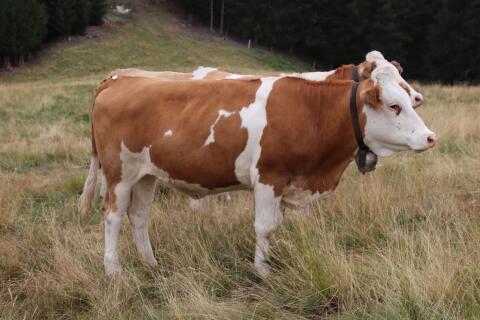 Trächtige Bio-Kalbin