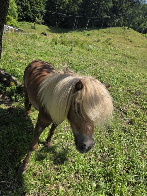 Verkaufe Mini-Pony.