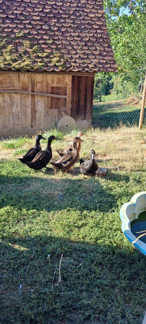Enten