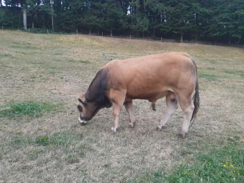 Reinrassiger Aubrac-Stier