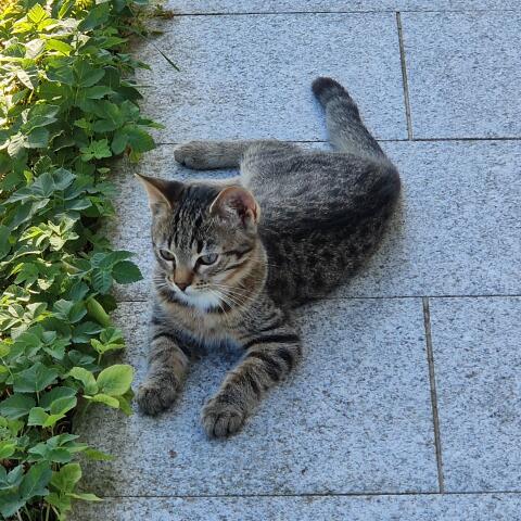 Katzen