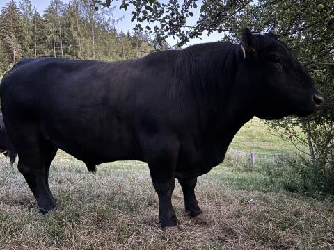 Reinrassiger Lowline-Angus-Sprungstier zu verleihen