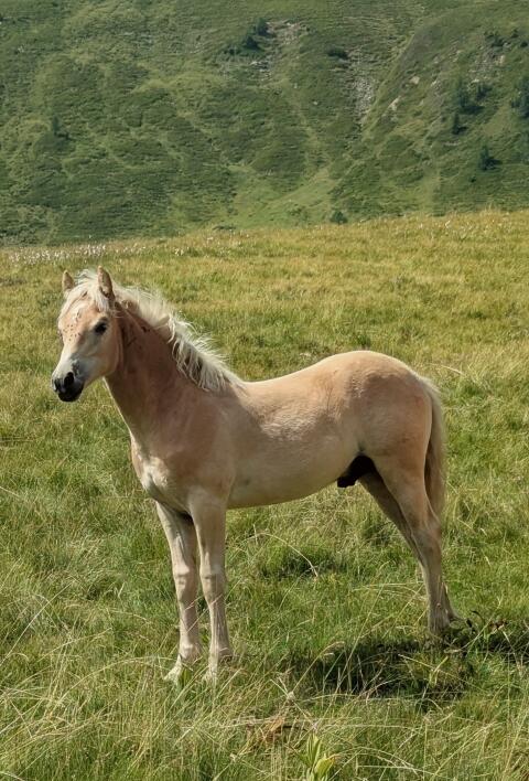 Haflinger-Hengstfohlen mit Top-Abstammung
