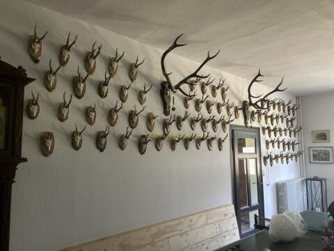 Große Sammlung Jagdtrophäen, Wildtrophäen, Reh, Widder, Hirsch