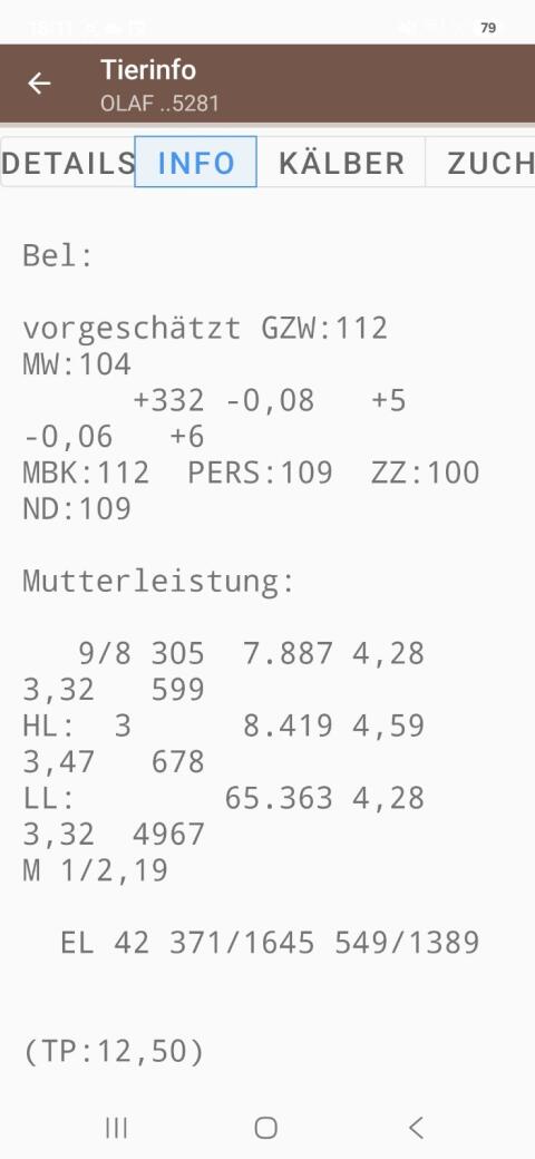 Fleckvieh-Stier