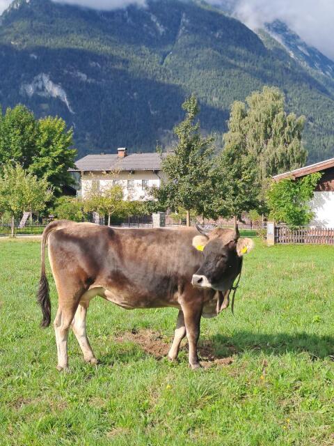 Grauviehkuh mit Stierkalb zu verkaufen