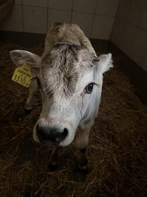 Bio Grauviehstierkalb