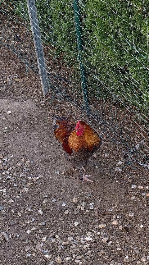 Brahma-Mischling mit Henne