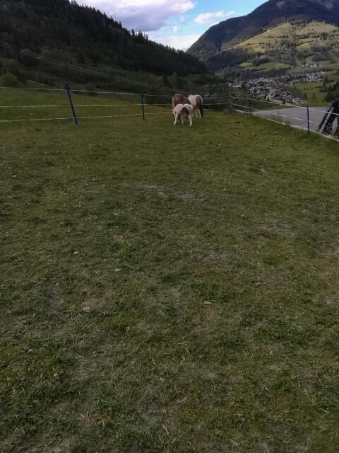 Ponys zu verkaufen