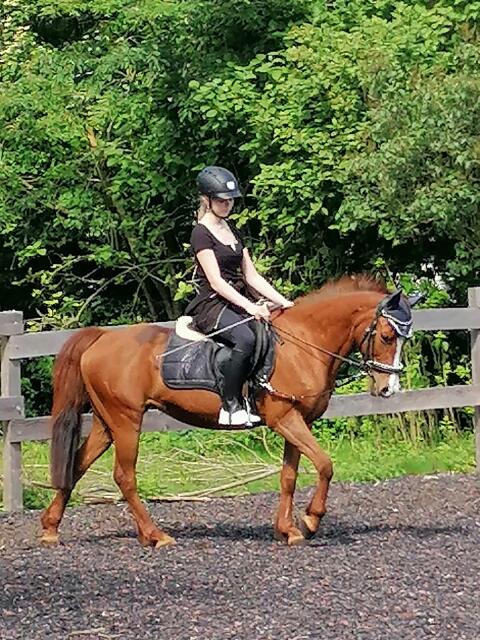 Deutsches Reitpony, Freizeitpony