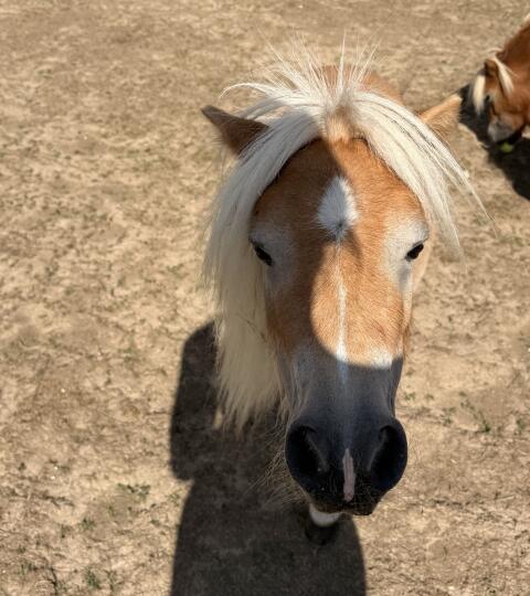 Mini-Ponys