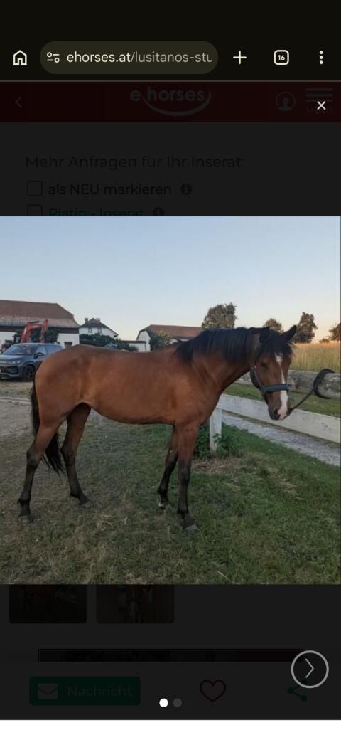 Lusitano-Stute