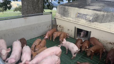Ferkel zu verkaufen