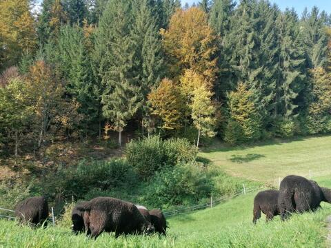 Jura-Zuchtschafe