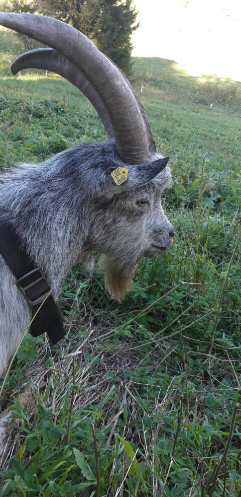 Blobe Bock