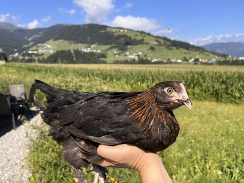 Cemani, Zwerg-Marans, Zwerg-Lavender