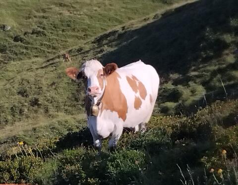 BIO Aufzuchtbetrieb gesucht