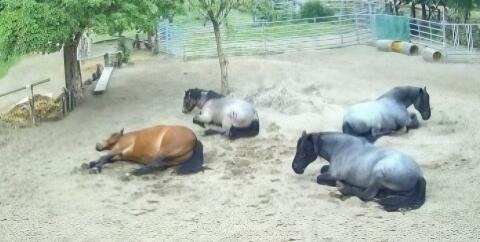 4 x Noriker im Herdenverband