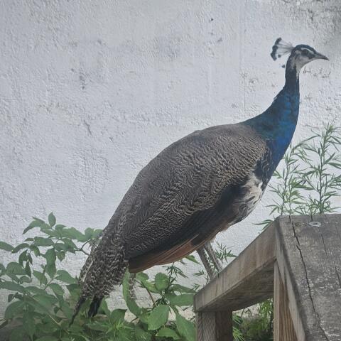 Junger männlicher Pfau