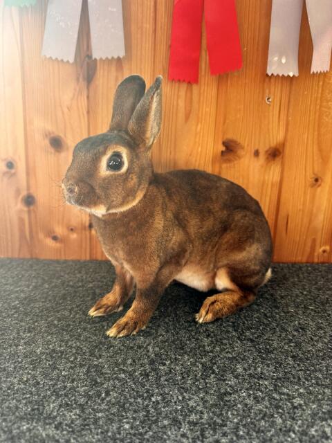 Zwergkaninchen, Zwerg Rex