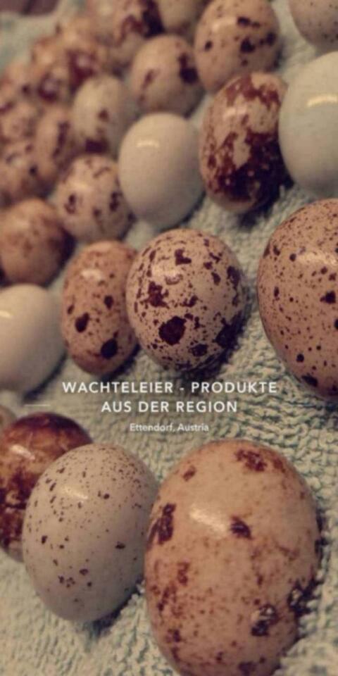 Wachtel-Bruteier 12 Stk. (Japanische/Jumbo Texas XXL/Cel)
