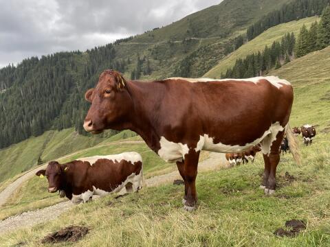 Verkaufe reinrassige Pinzgauer Kuh und Kalbin