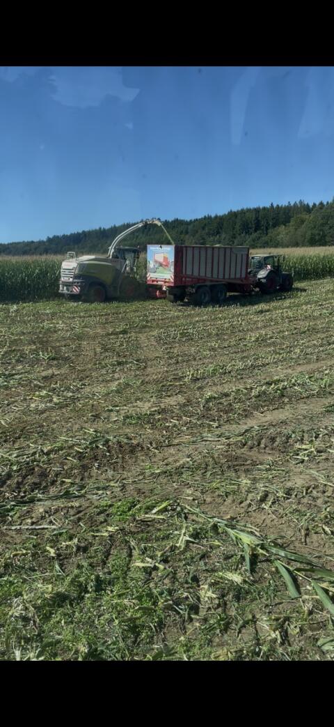 Bio-Silomaisballen mit hohem Kornanteil