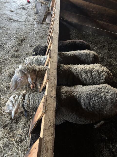 Lacaune-Milchschafe und Bock