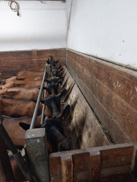 Aufstallung, Futtertisch Ziegen, Schafe
