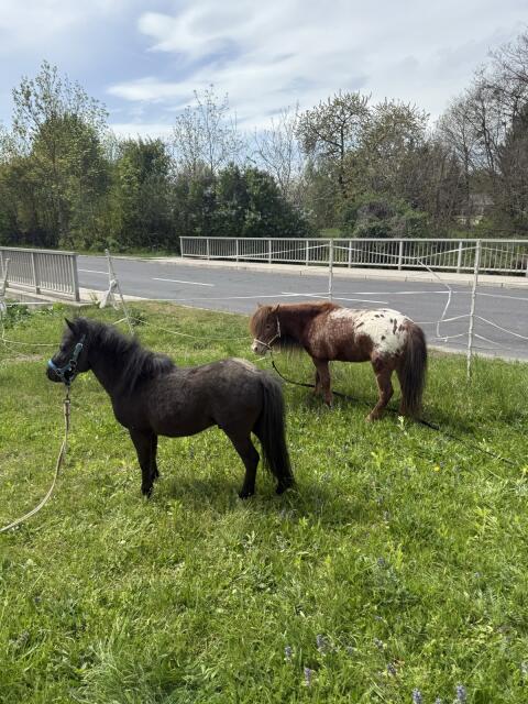 Mini-Appaloosa (13 J.) und österreichisches Minipferd (4 J.)