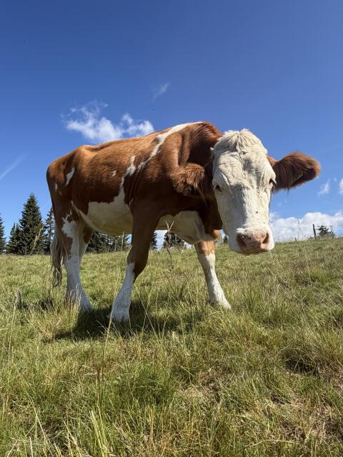 Kaufe trächtige BIO Kalbinnen