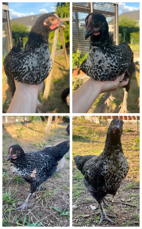 Mix-Hahn, Marans, Hahn, Huhn, Henne, Küken