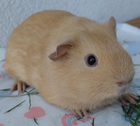 Keks, kastriertes, wunderschönes Glatthaar-Meerschweinchen