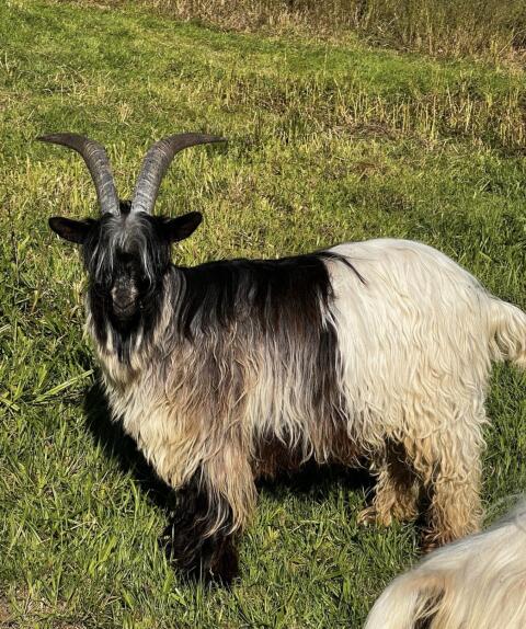 Walliser Grünenochte Bock