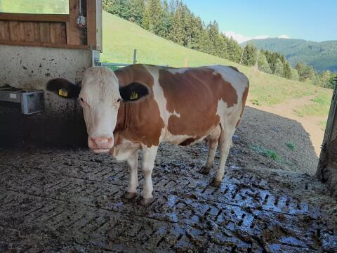 Milchkühe, Mutterkühe